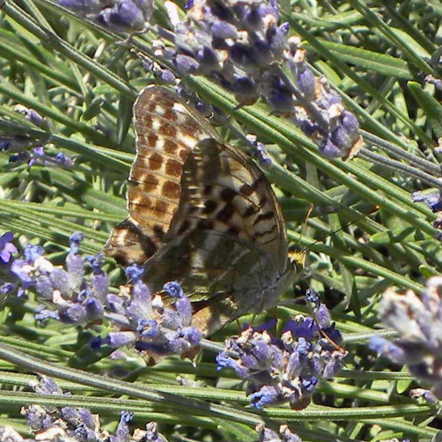 farfalla da identificare